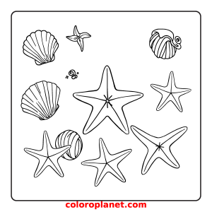 Discover the Beauty of Seashells and Starfish